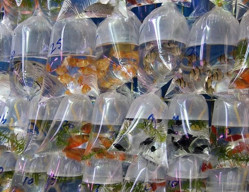 長春龍魚運輸