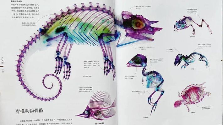 龍魚鰭斷了不剪可以嗎：龍魚鰭斷了是否剪掉需要根據具體情況來判斷是否剪掉