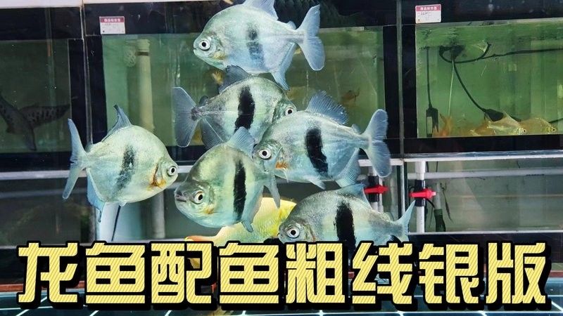 銀板魚和金龍魚混養視頻播放