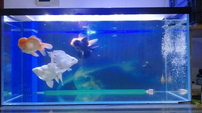 龍魚能跟蝴蝶鯉混養嗎怎么養