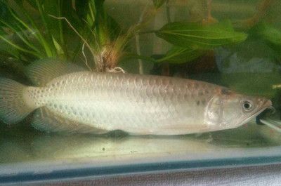龍魚(yú)食怎么消毒，龍魚(yú)食消毒方法