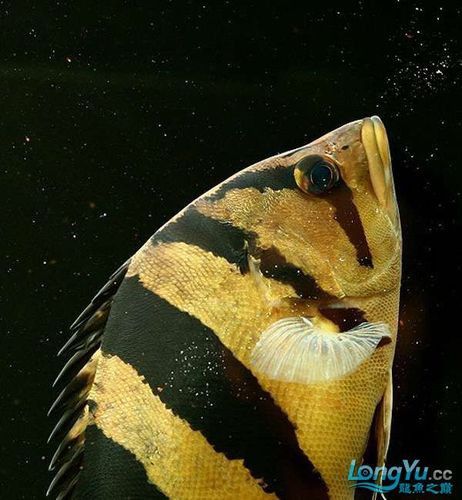 紅龍魚混養(yǎng)最佳伴侶魚類圖片