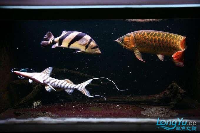 紅龍魚混養(yǎng)最佳伴侶魚類圖片