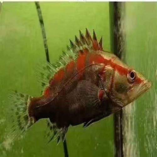 紅龍魚混養(yǎng)最佳伴侶魚類圖片