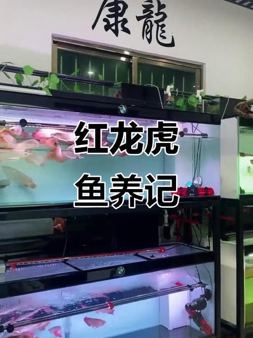 紅龍魚混養(yǎng)最佳伴侶魚類圖片
