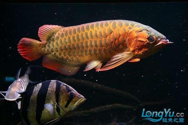 紅龍魚混養(yǎng)最佳伴侶魚類圖片