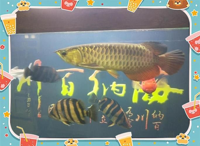 紅龍魚混養(yǎng)最佳伴侶魚類圖片