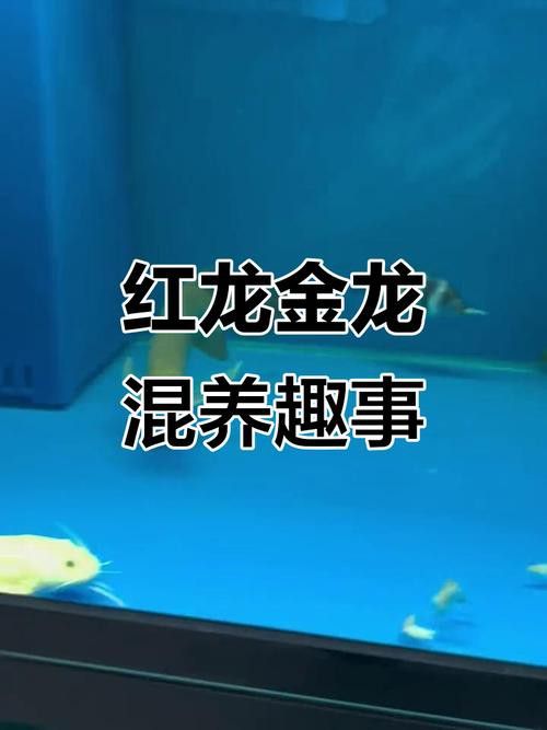 紅龍魚混養(yǎng)最佳伴侶魚類圖片