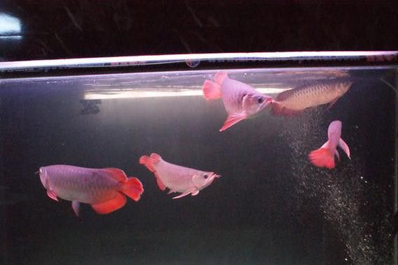 紅龍魚混養(yǎng)最佳伴侶魚類圖片