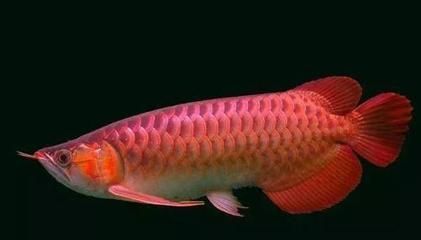 金龍魚正常生長速度是多少：金龍魚正常生長速度受到多種因素影響