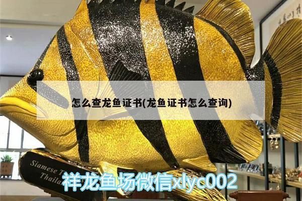 龍魚(yú)證書(shū)怎么查詢：如何辨別龍魚(yú)證書(shū)真?zhèn)? title=