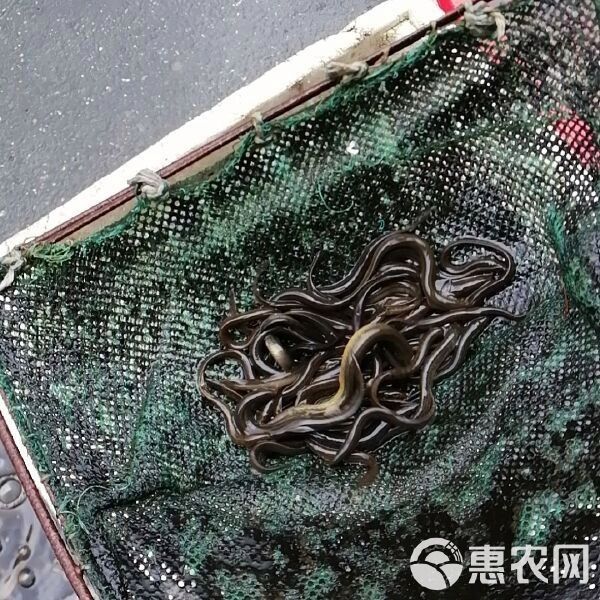 龍鰍魚的價格是多少？