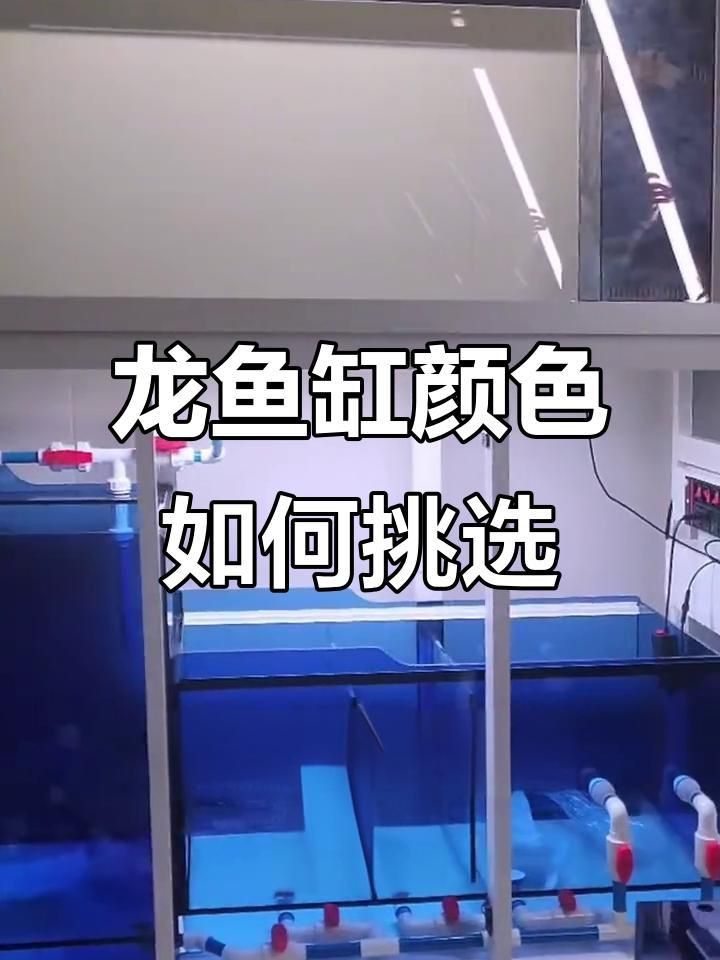 龍魚缸最建議買的三個顏色