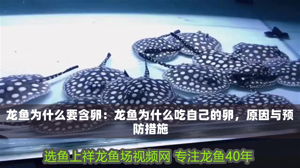 龍魚為什么要含卵：龍魚為什么吃自己的卵，原因與預防措施