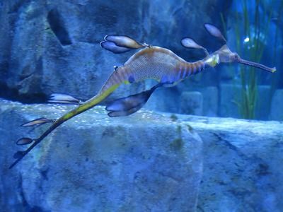 龍魚爬缸怎么處理：龍魚爬缸時的飲食調整，如何判斷龍魚是否適應環境