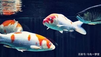 龍魚好還是錦鯉好（選擇龍魚還是錦鯉，主要取決于個(gè)人的喜好和飼養(yǎng)條件）