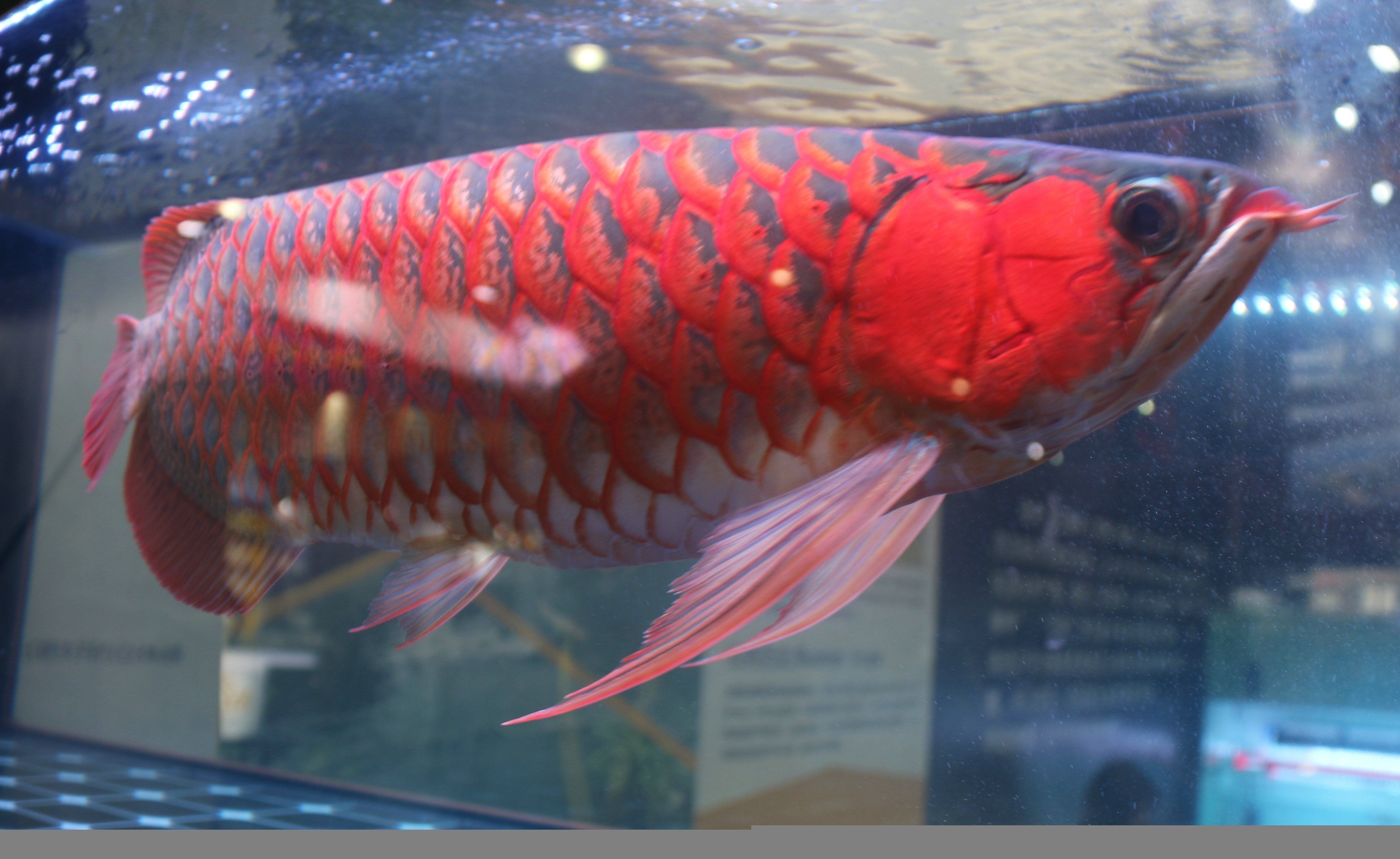 紅龍魚長什么樣（關于紅龍魚的詳細介紹）