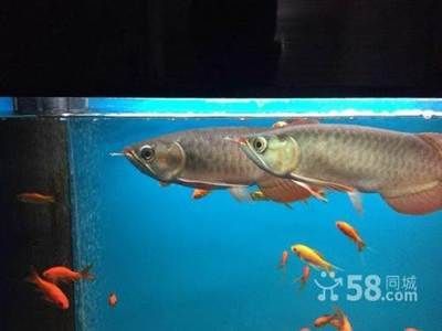 紅龍魚混養最佳幾條魚吃：適合與紅龍魚混養的幾種魚類