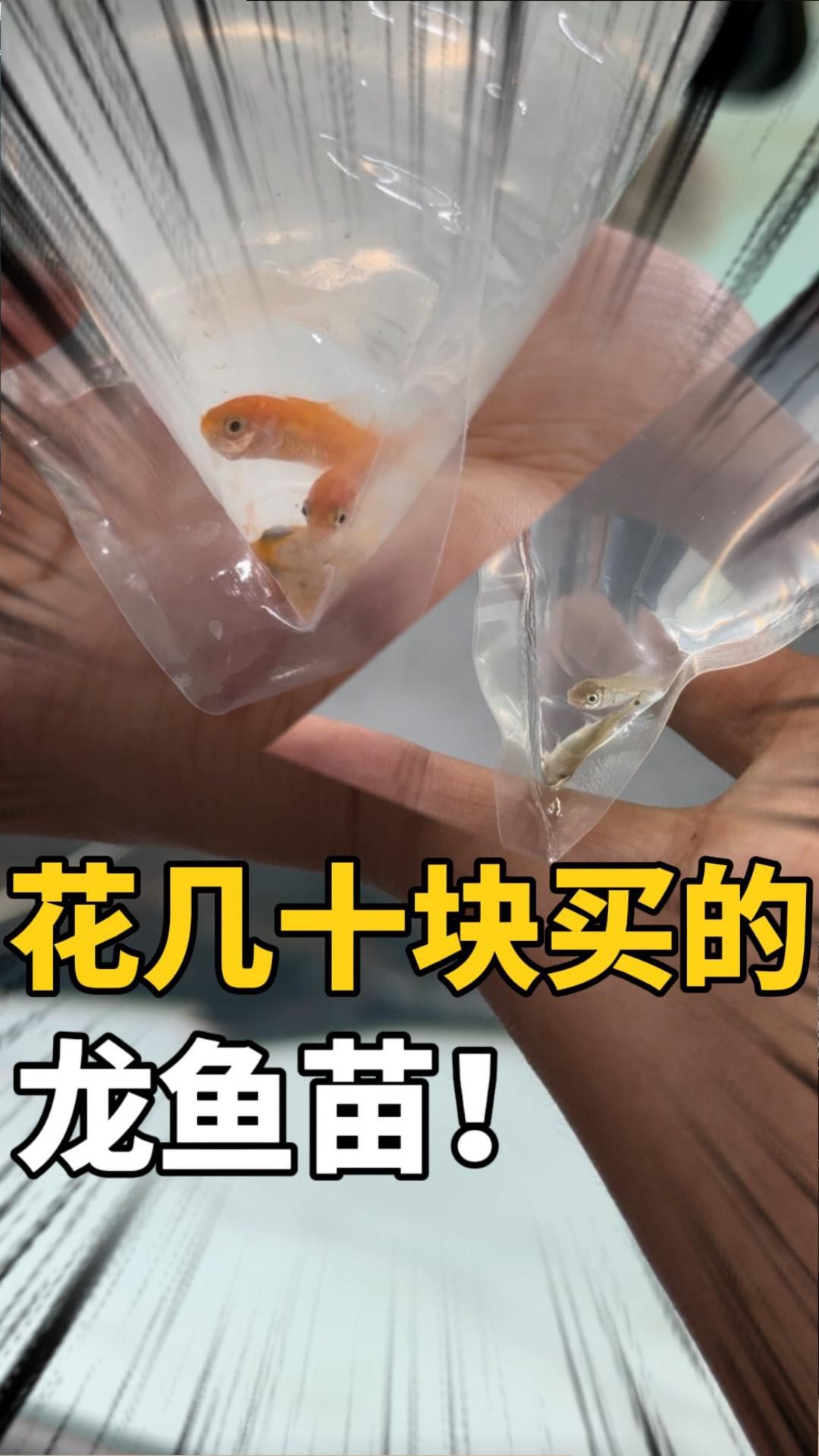 紅龍幼苗的飼養環境要求