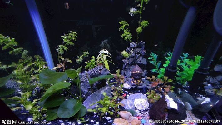 龍魚缸背景圖：如何制作一個具有創意和個性的龍魚缸背景圖