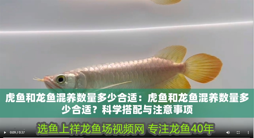 虎魚和龍魚混養數量多少合適：虎魚和龍魚混養數量多少合適？科學搭配與注意事項