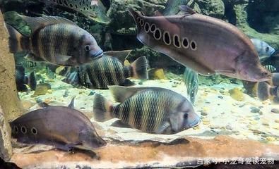 龍魚多少錢一個：龍魚喂養(yǎng)技巧