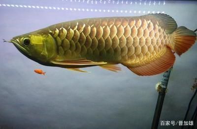 金龍魚的適應(yīng)溫度（金龍魚冬季養(yǎng)護(hù)技巧：金龍魚的適應(yīng)溫度范圍和相關(guān)建議）