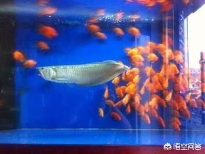 銀龍魚(yú)水溫多少合適鸚鵡魚(yú)最適合溫度：銀龍魚(yú)和鸚鵡魚(yú)最適宜的水溫在這個(gè)范圍內(nèi)是非常重要的