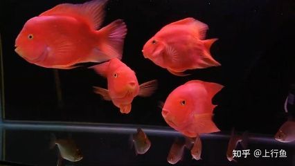 銀龍魚(yú)水溫多少合適鸚鵡魚(yú)最適合溫度：銀龍魚(yú)和鸚鵡魚(yú)最適宜的水溫在這個(gè)范圍內(nèi)是非常重要的