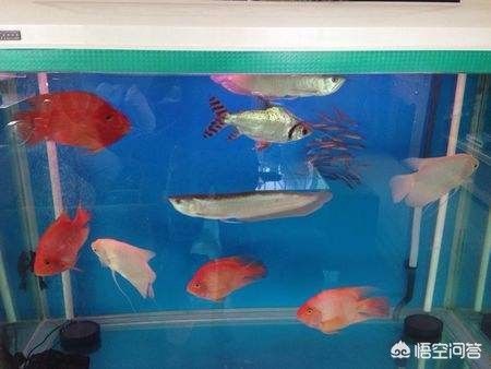 銀龍魚(yú)水溫多少合適鸚鵡魚(yú)最適合溫度：銀龍魚(yú)和鸚鵡魚(yú)最適宜的水溫在這個(gè)范圍內(nèi)是非常重要的