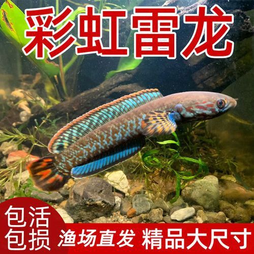 彩虹雷龍魚公母區分圖片