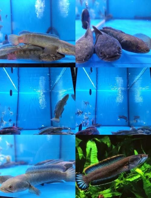 彩虹雷龍魚公母區分圖片
