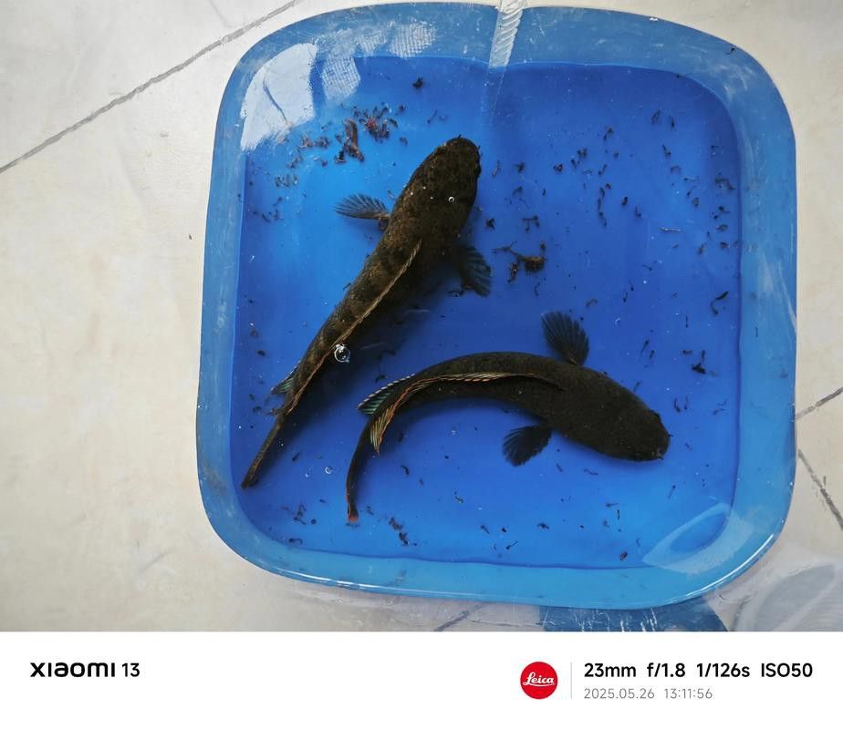 彩虹雷龍魚公母區分圖片