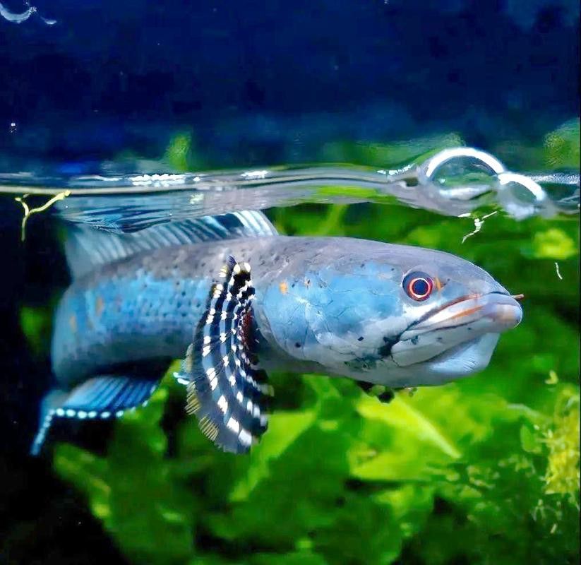 彩虹雷龍魚公母區分圖片