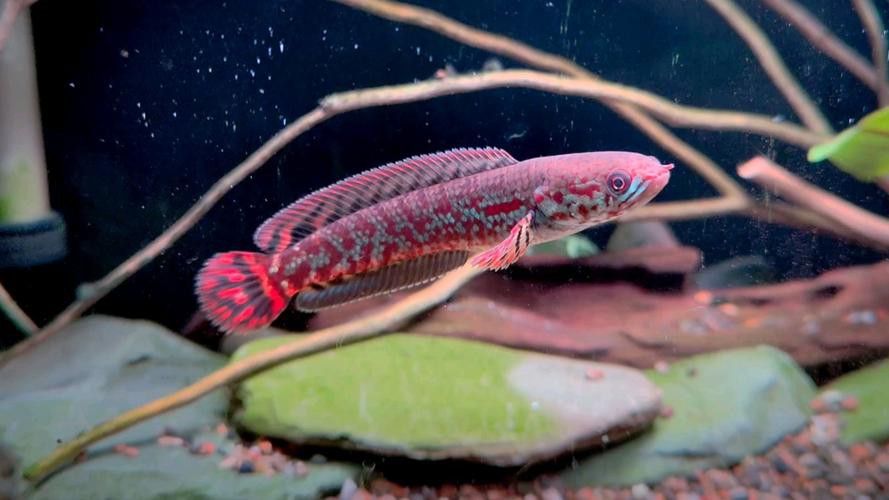 彩虹雷龍魚公母區分圖片
