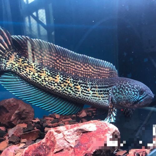彩虹雷龍魚公母區分圖片