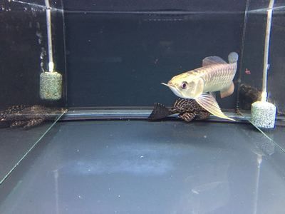怎樣養(yǎng)龍魚不掉眼睛呢：養(yǎng)龍魚不掉眼睛需要注意以下幾個(gè)方面