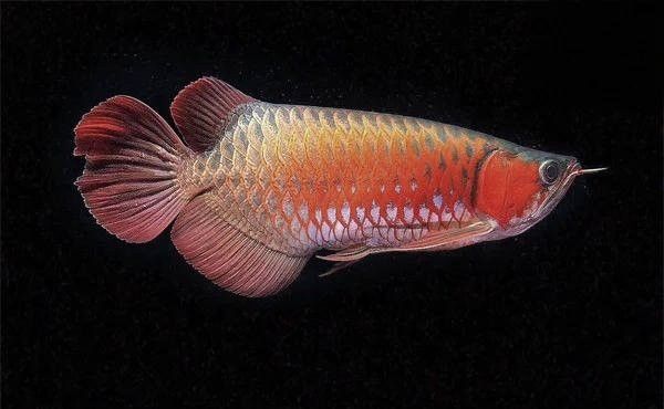 龍魚(yú)翻鰓中期如何治療？