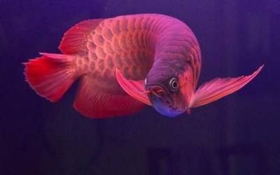 紅龍魚死了有什么預兆：紅龍魚死亡前的疾病預兆