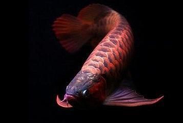 紅龍魚死了有什么預兆：紅龍魚死亡前的疾病預兆