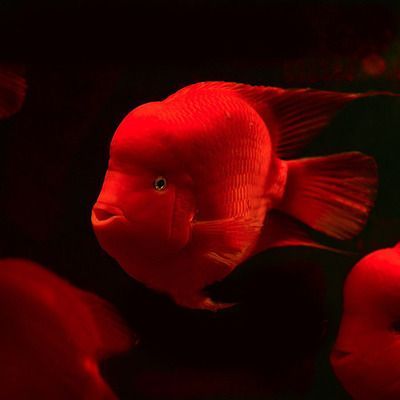 財神魚和龍魚能混養嗎,財神魚和龍魚一起養嗎：財神魚和什么魚一起養合適