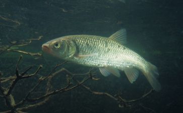 白子銀龍魚價格走勢（白子銀龍魚價格走勢呈現波動）