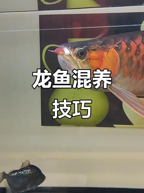 紅尾皇冠魚和金龍魚能混養嗎圖片