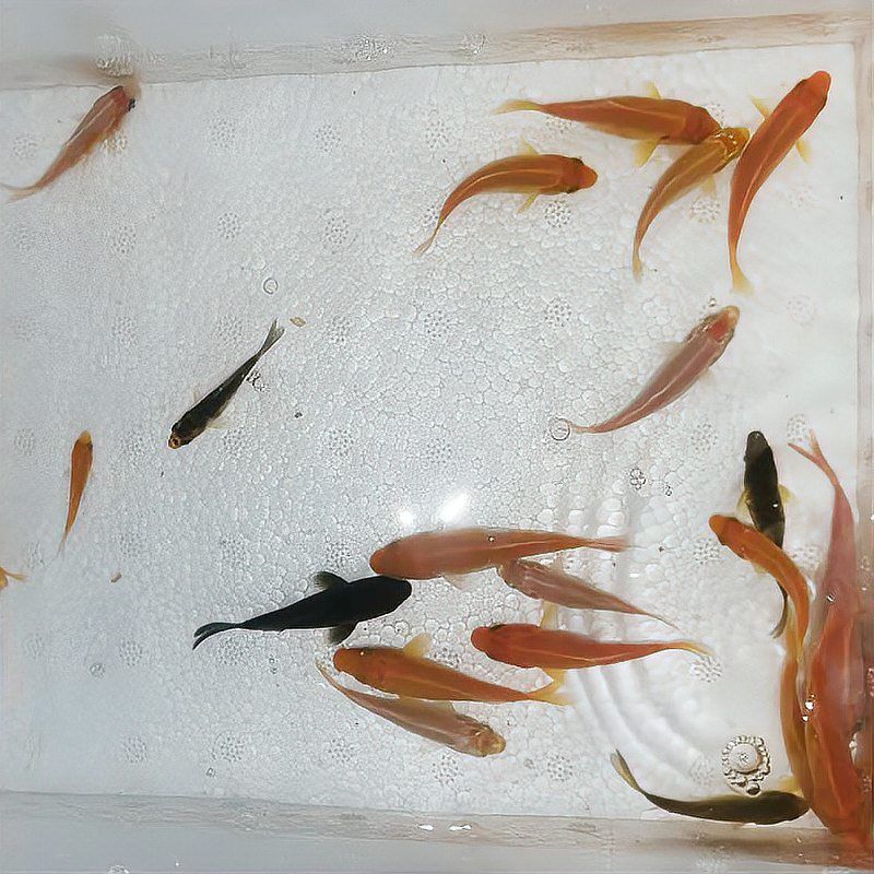 錦鯉幼苗顏色表大全