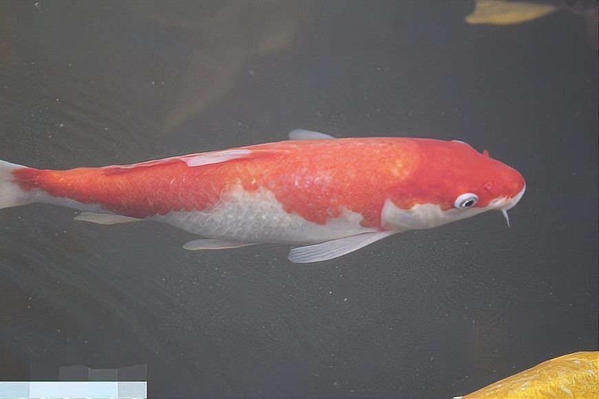 錦鯉幼苗顏色表大全