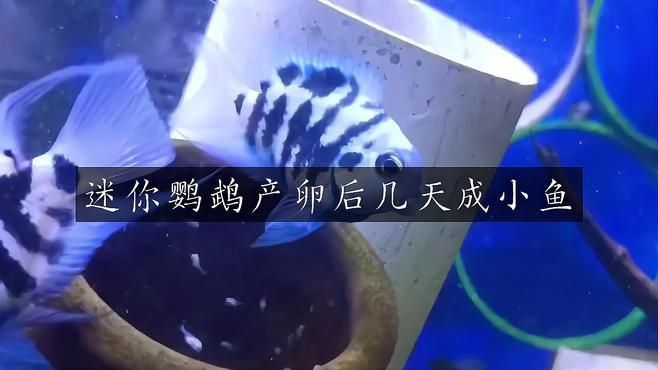 迷你鸚鵡魚卵孵化要幾天