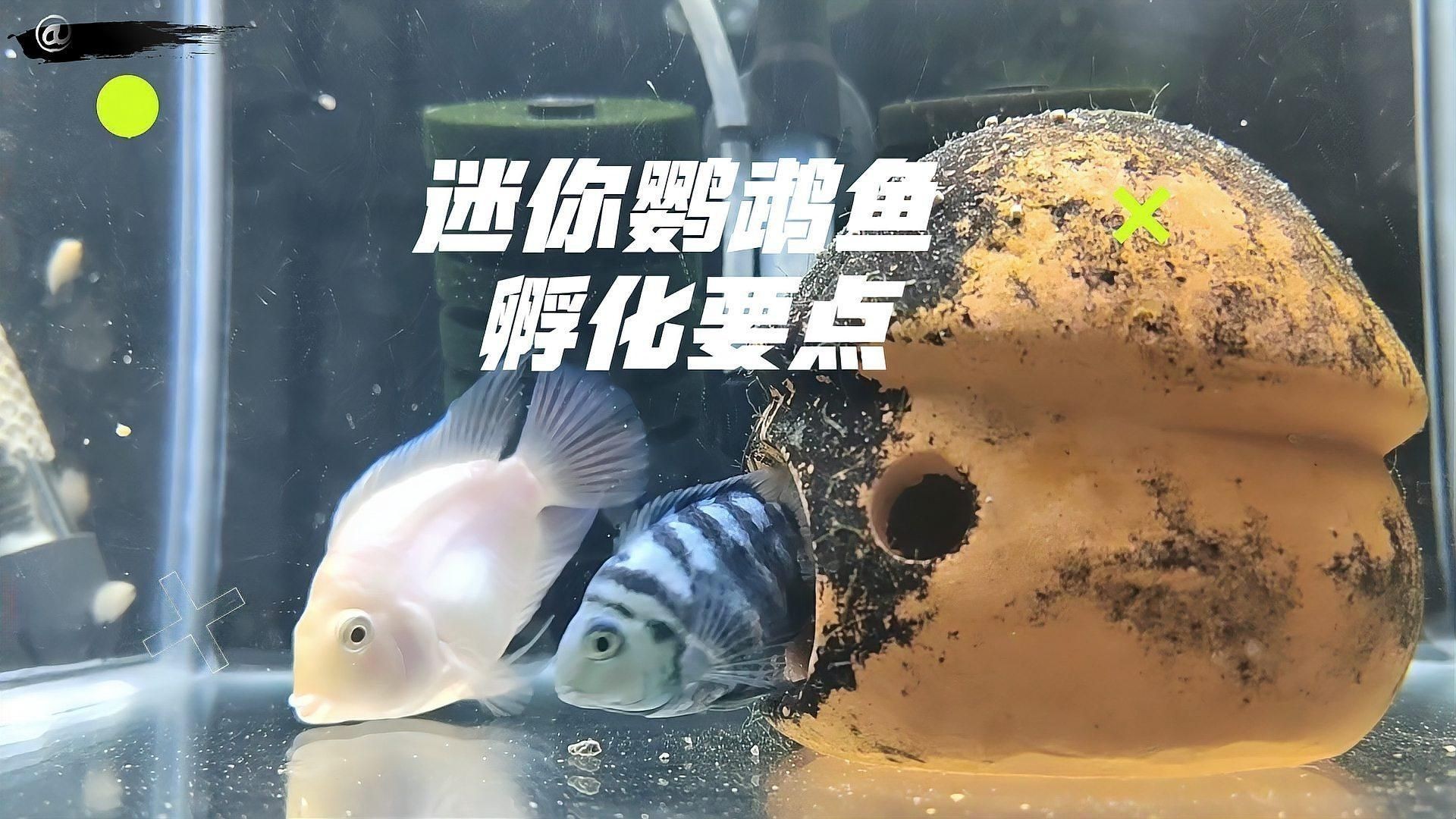 迷你鸚鵡魚卵孵化要幾天