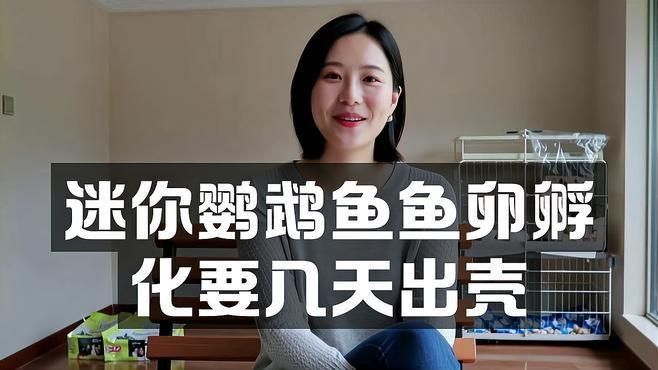 迷你鸚鵡魚卵孵化要幾天