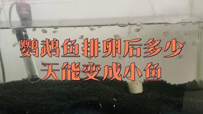 迷你鸚鵡魚卵孵化要幾天