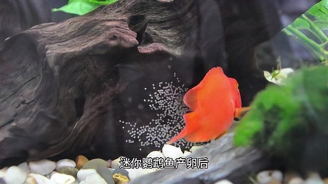 迷你鸚鵡魚卵孵化要幾天
